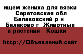 ищем жениха для вязки  - Саратовская обл., Балаковский р-н, Балаково г. Животные и растения » Кошки   